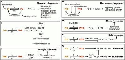A Multifaceted Action of Phytochrome B in Plant Environmental Adaptation